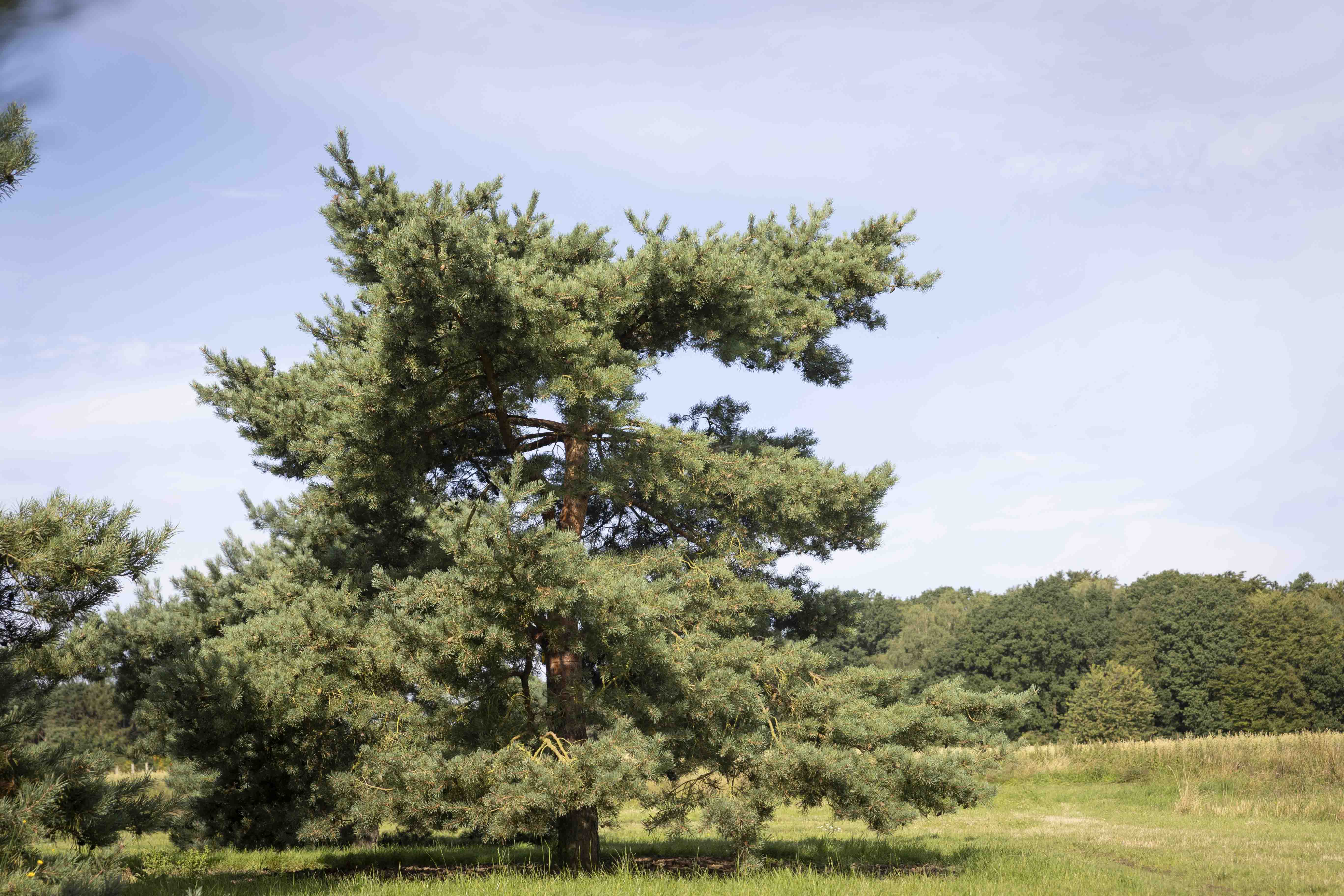 Pinus sylvestris 'Norske Typ' Unikat